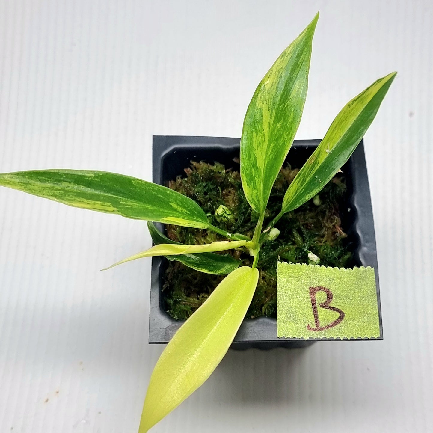 Philodendron Florida Beauty x P. tortum Variegated
