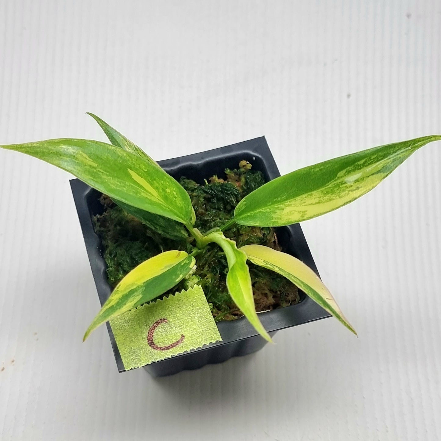 Philodendron Florida Beauty x P. tortum Variegated