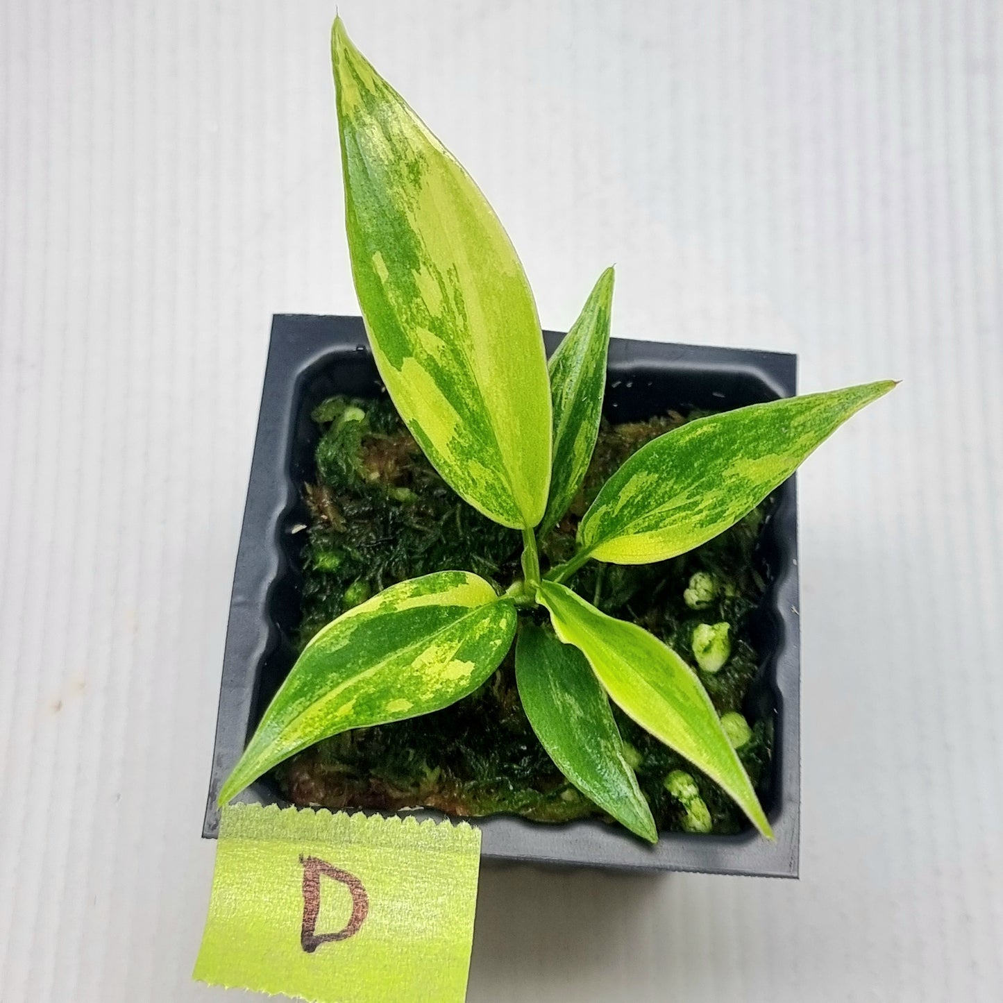 Philodendron Florida Beauty x P. tortum Variegated