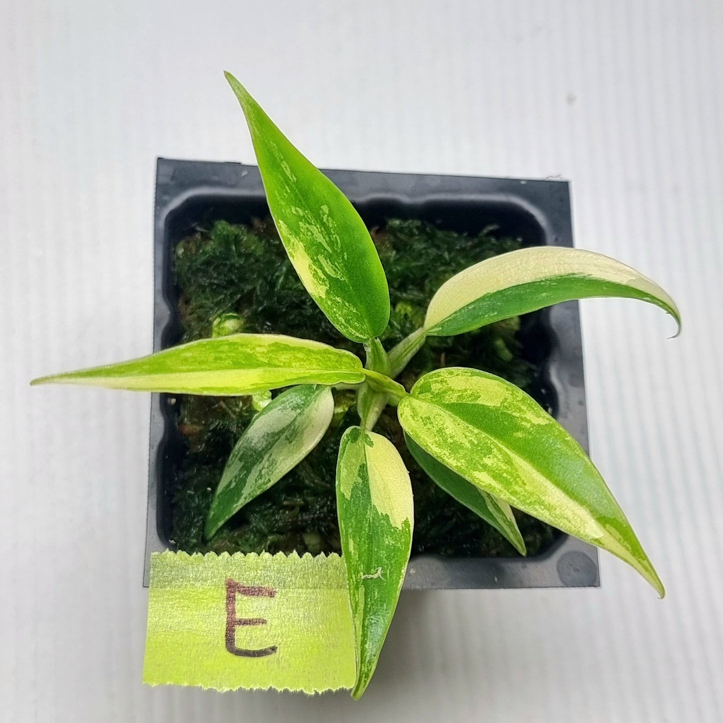 Philodendron Florida Beauty x P. tortum Variegated