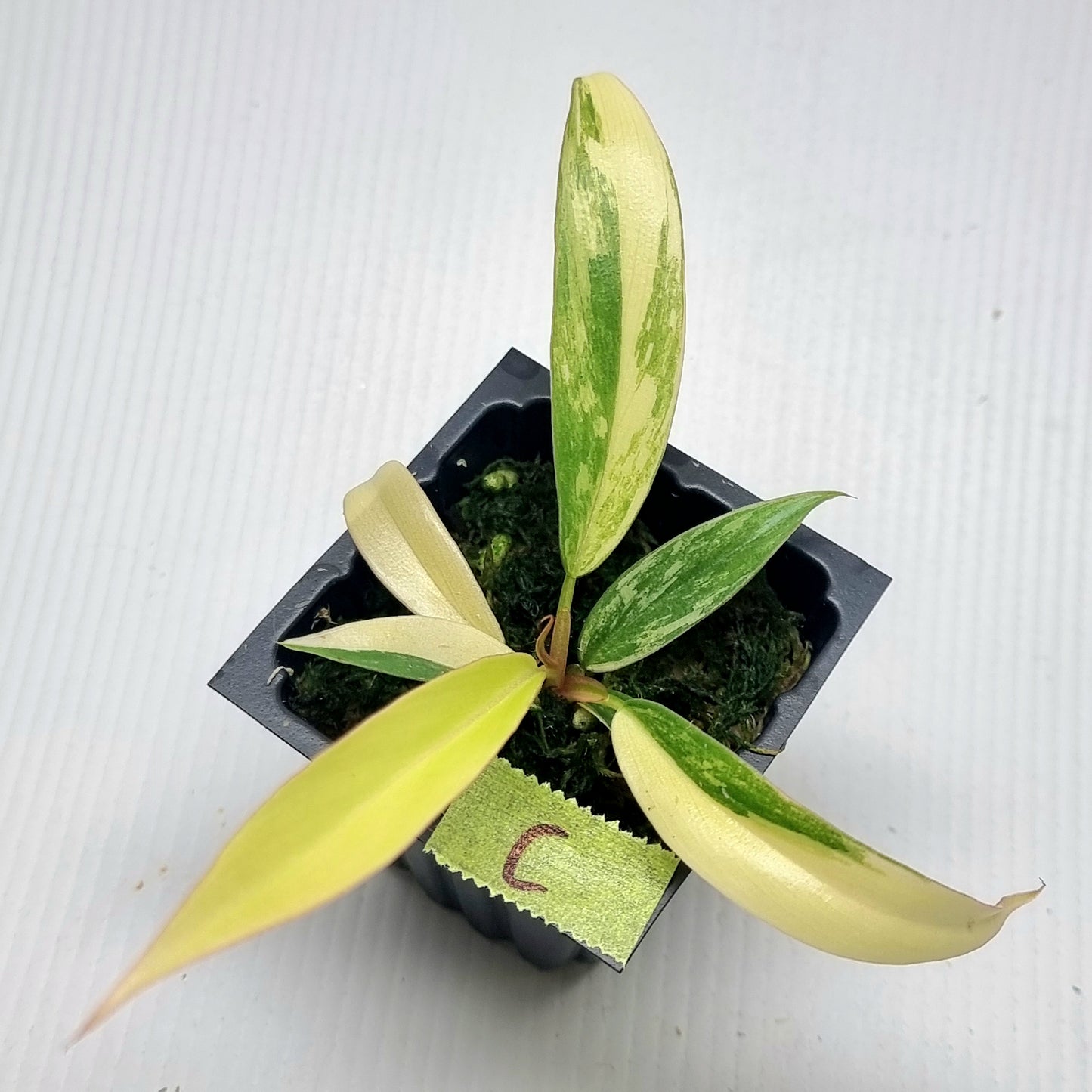 Philodendron Caramel Marble