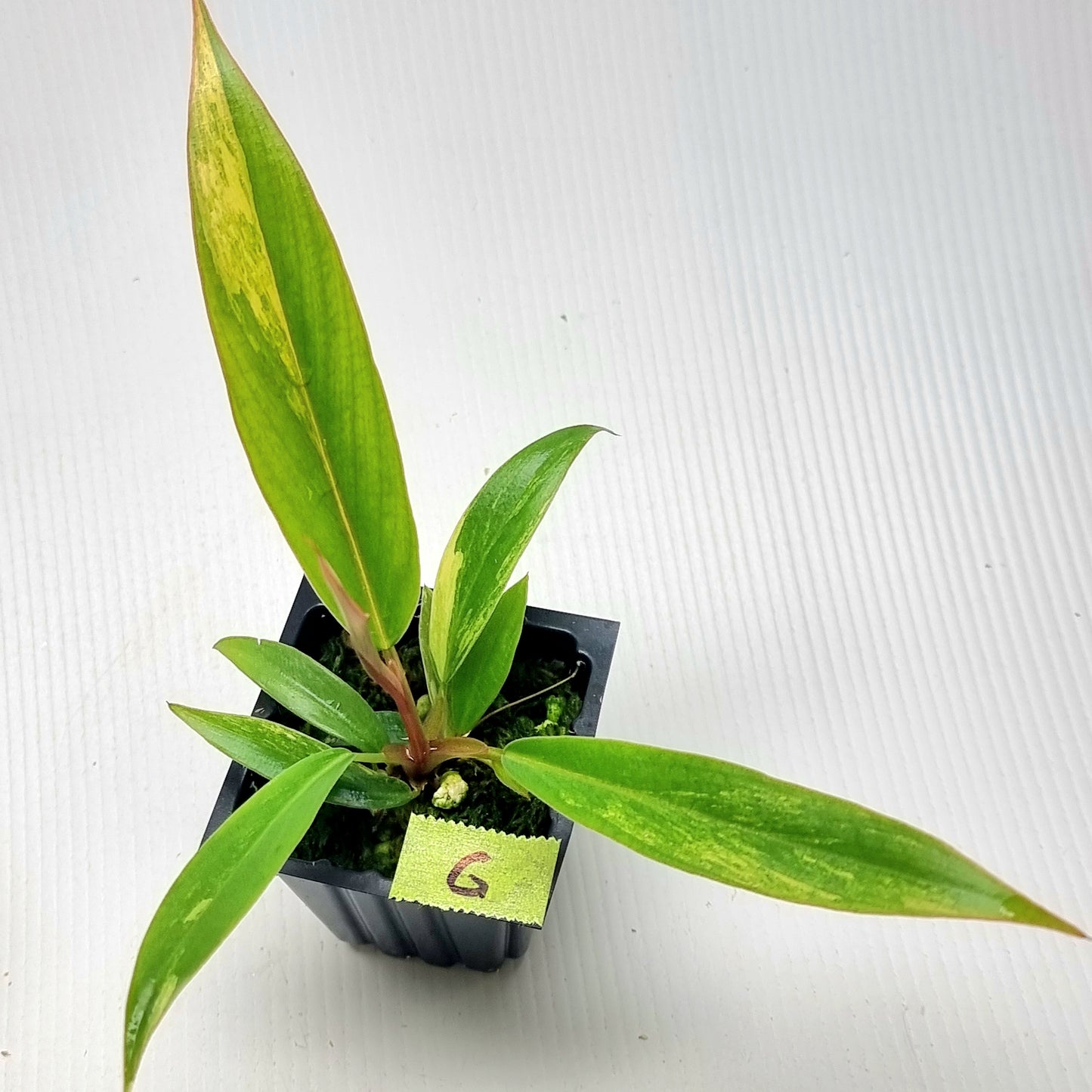 Philodendron Caramel Marble
