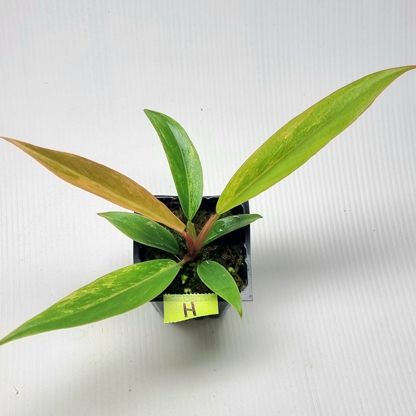 Philodendron Caramel Marble