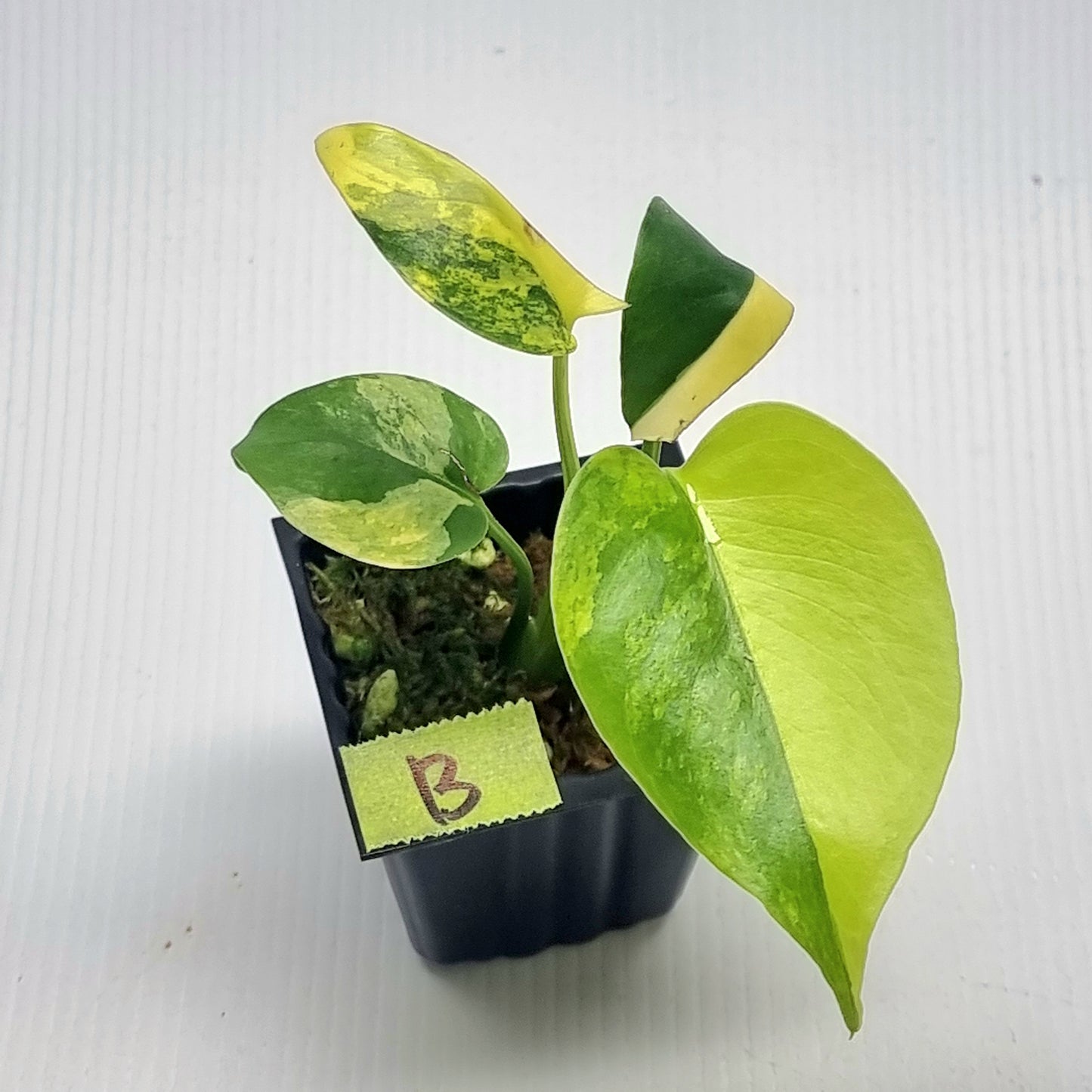 Monstera deliciosa Aurea Variegated (Large Form)