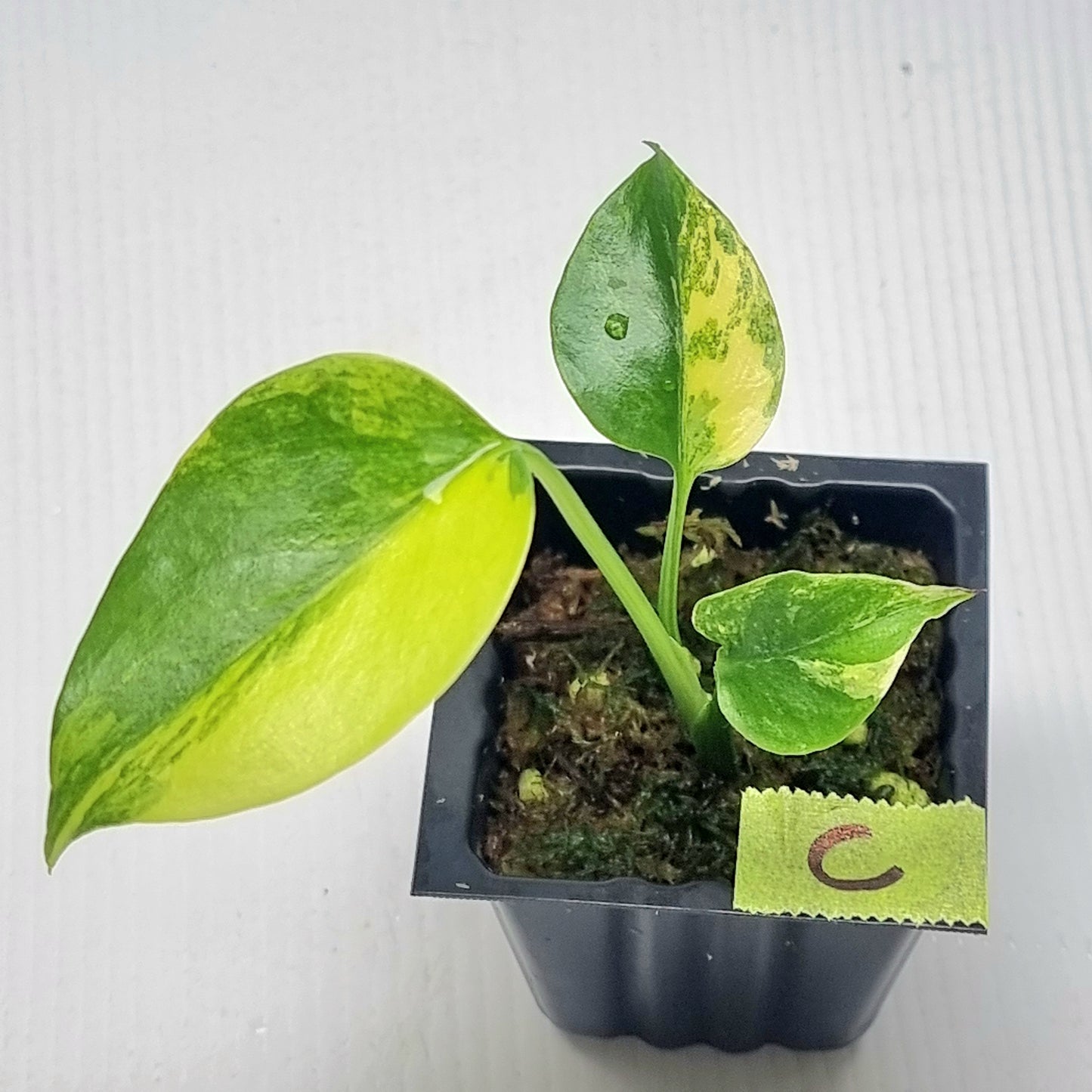 Monstera deliciosa Aurea Variegated (Large Form)