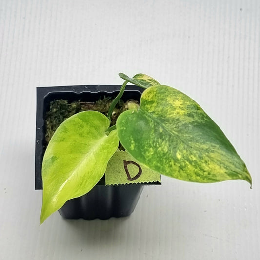 Monstera deliciosa Aurea Variegated (Large Form)