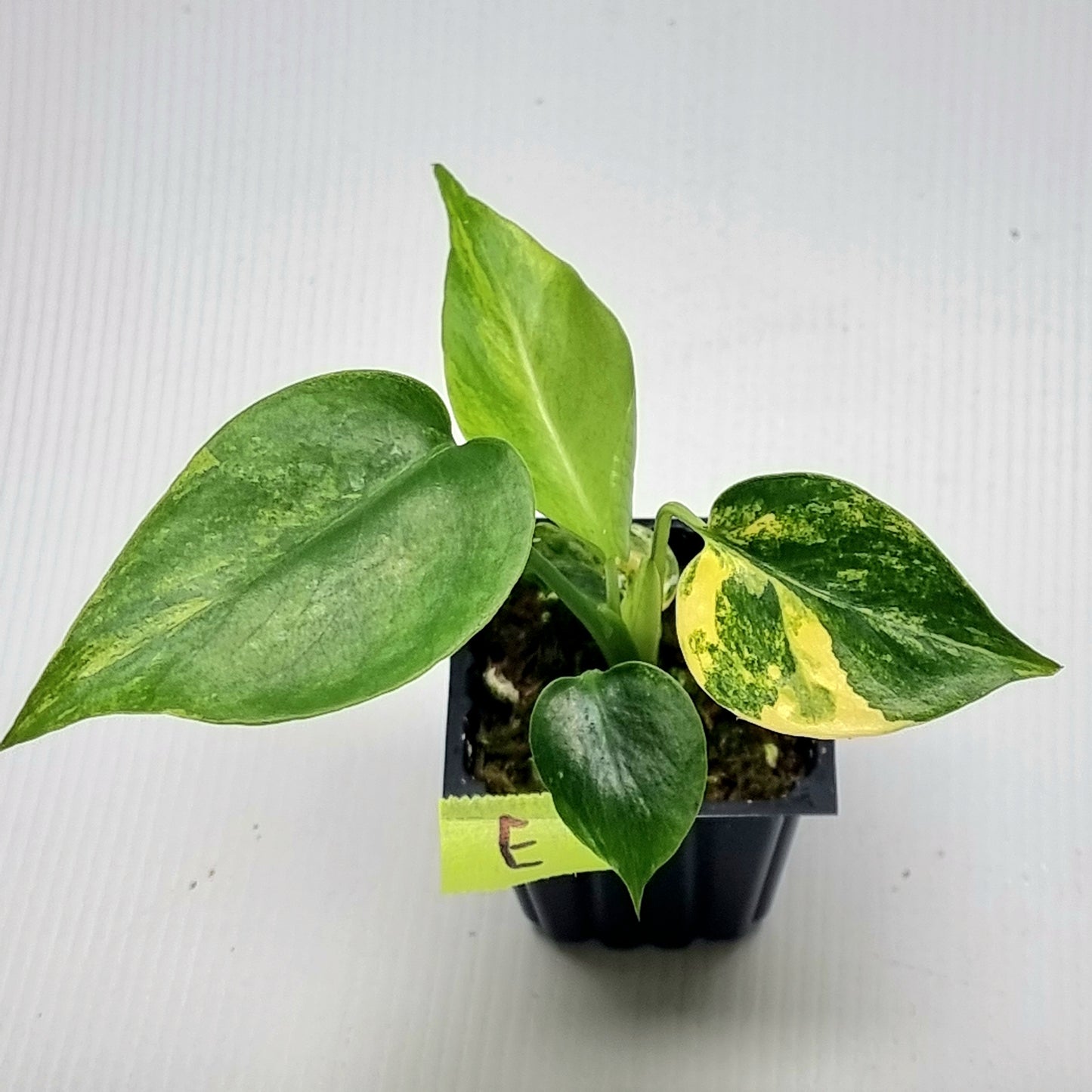 Monstera deliciosa Aurea Variegated (Large Form)