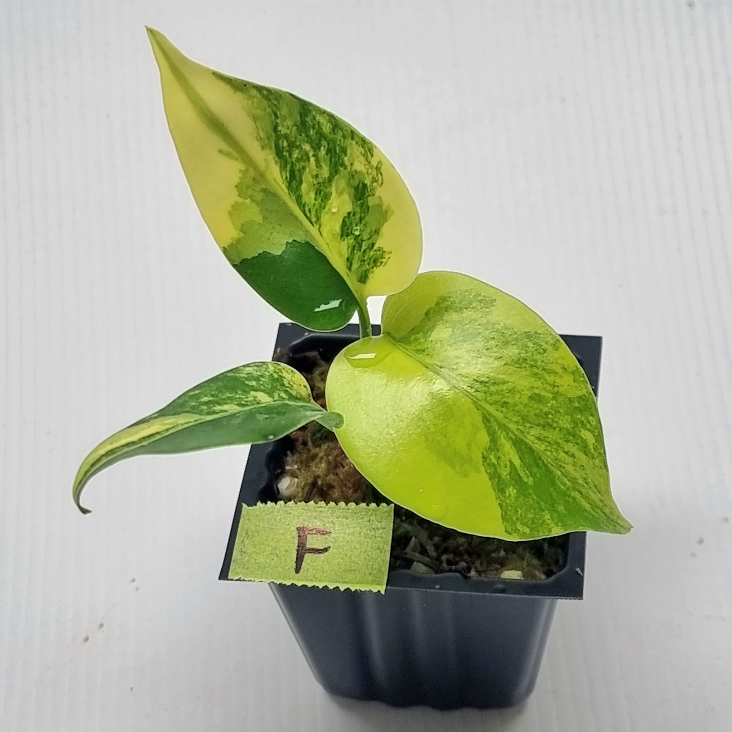 Monstera deliciosa Aurea Variegated (Large Form)