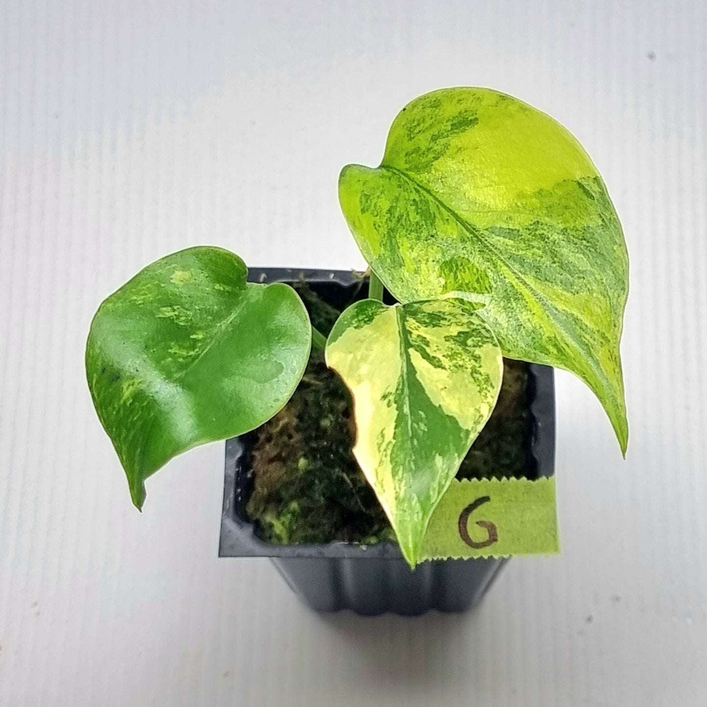 Monstera deliciosa Aurea Variegated (Large Form)