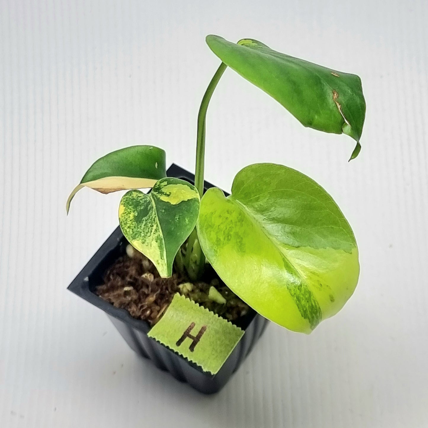 Monstera deliciosa Aurea Variegated (Large Form)