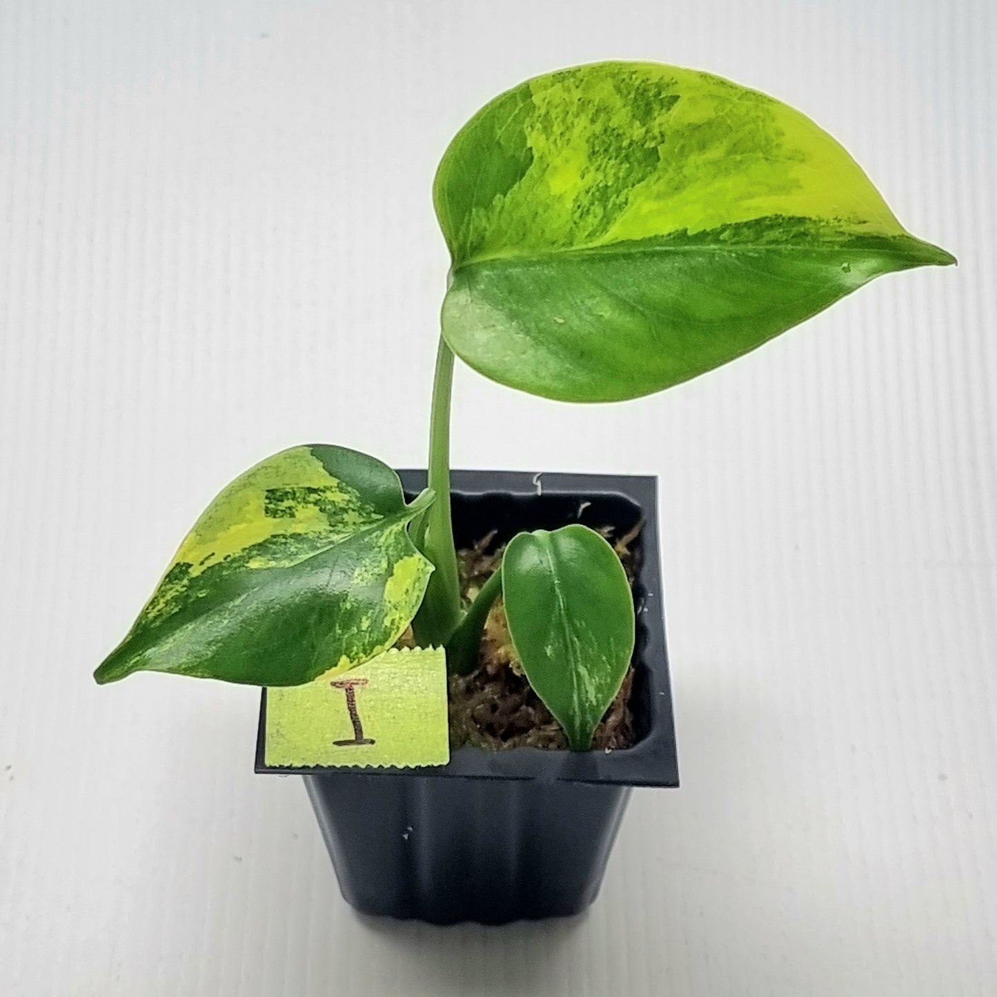 Monstera deliciosa Aurea Variegated (Large Form)