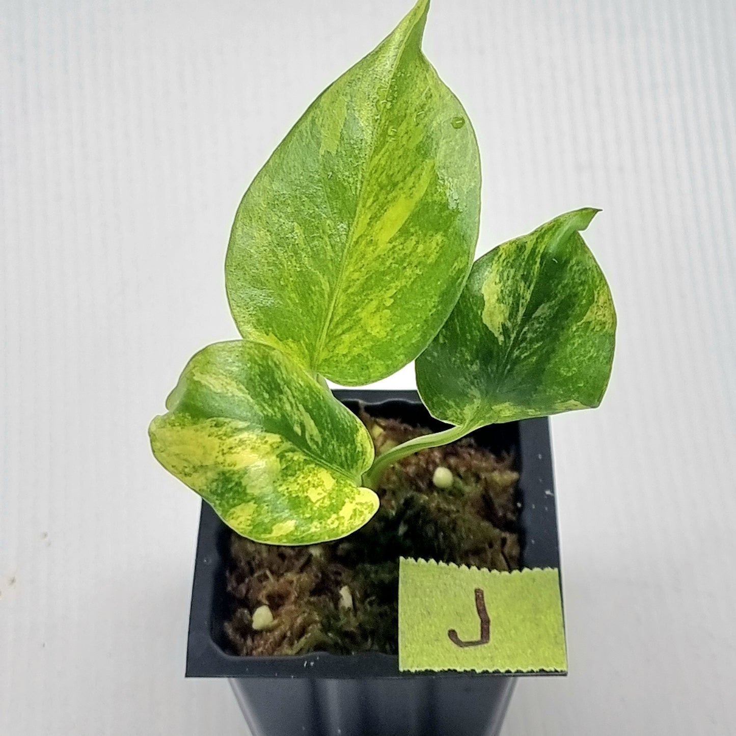 Monstera deliciosa Aurea Variegated (Large Form)