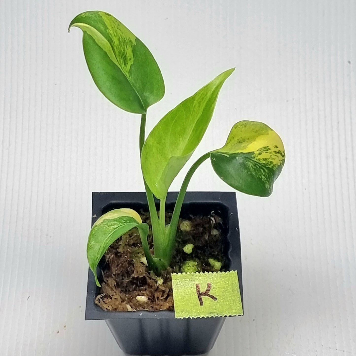 Monstera deliciosa Aurea Variegated (Large Form)