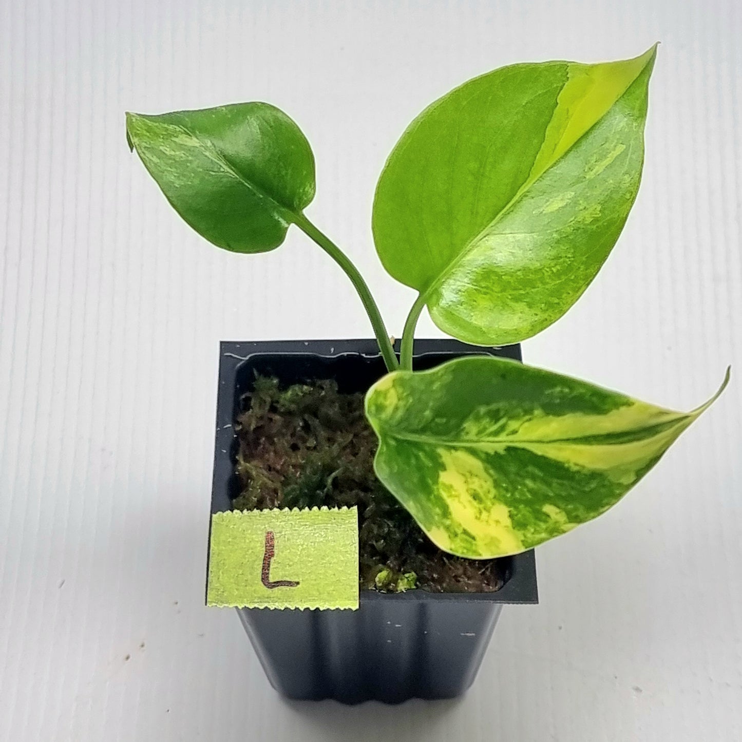 Monstera deliciosa Aurea Variegated (Large Form)