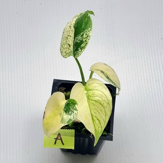 Monstera deliciosa Mint