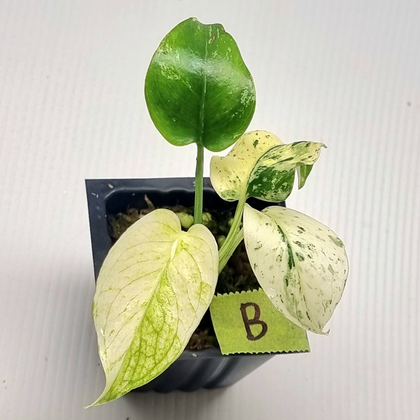 Monstera deliciosa Mint