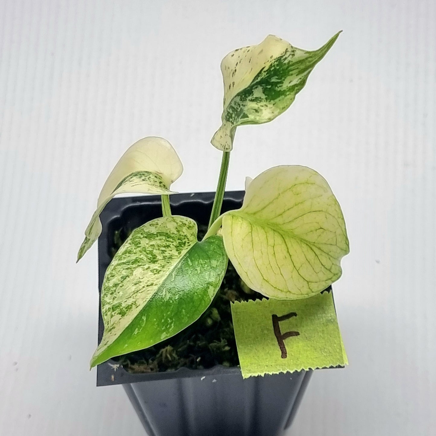 Monstera deliciosa Mint