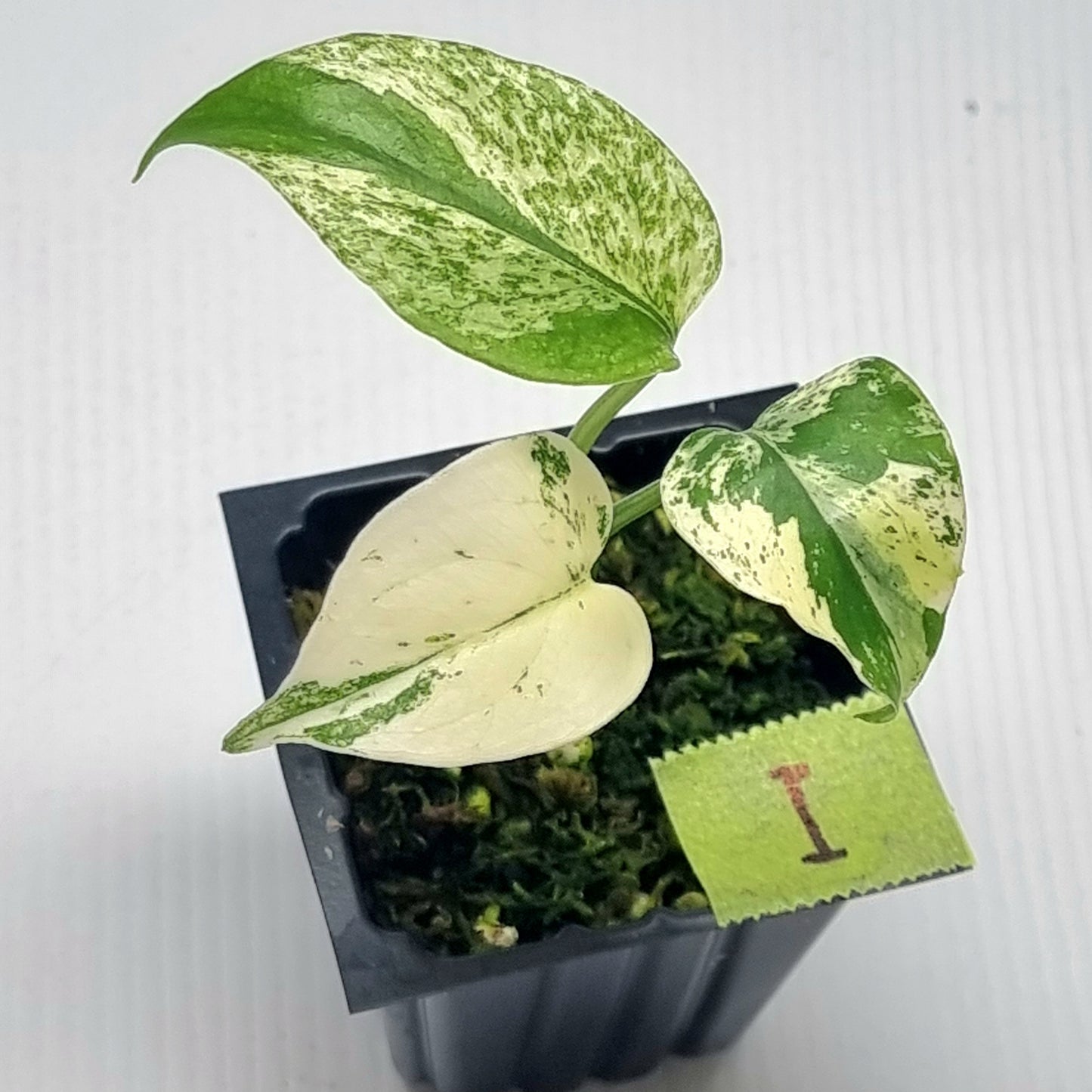 Monstera deliciosa Mint