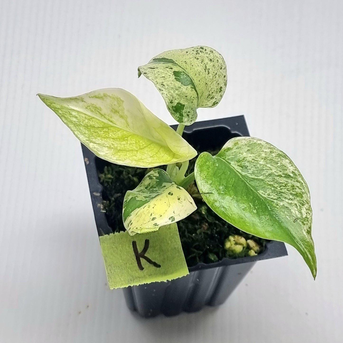 Monstera deliciosa Mint