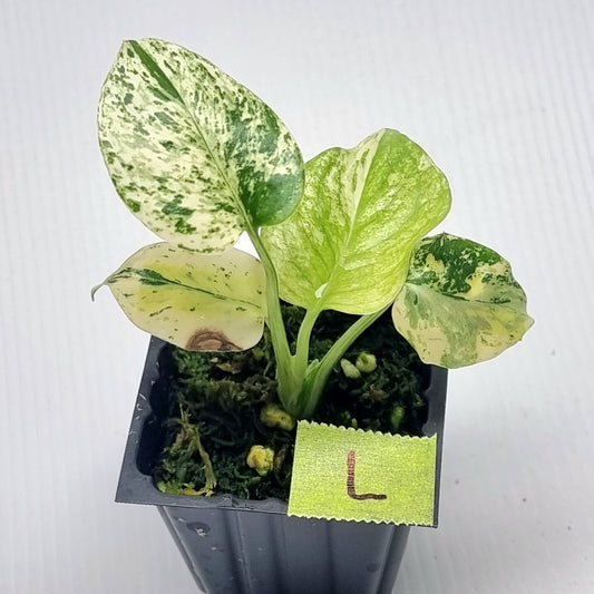 Monstera deliciosa Mint