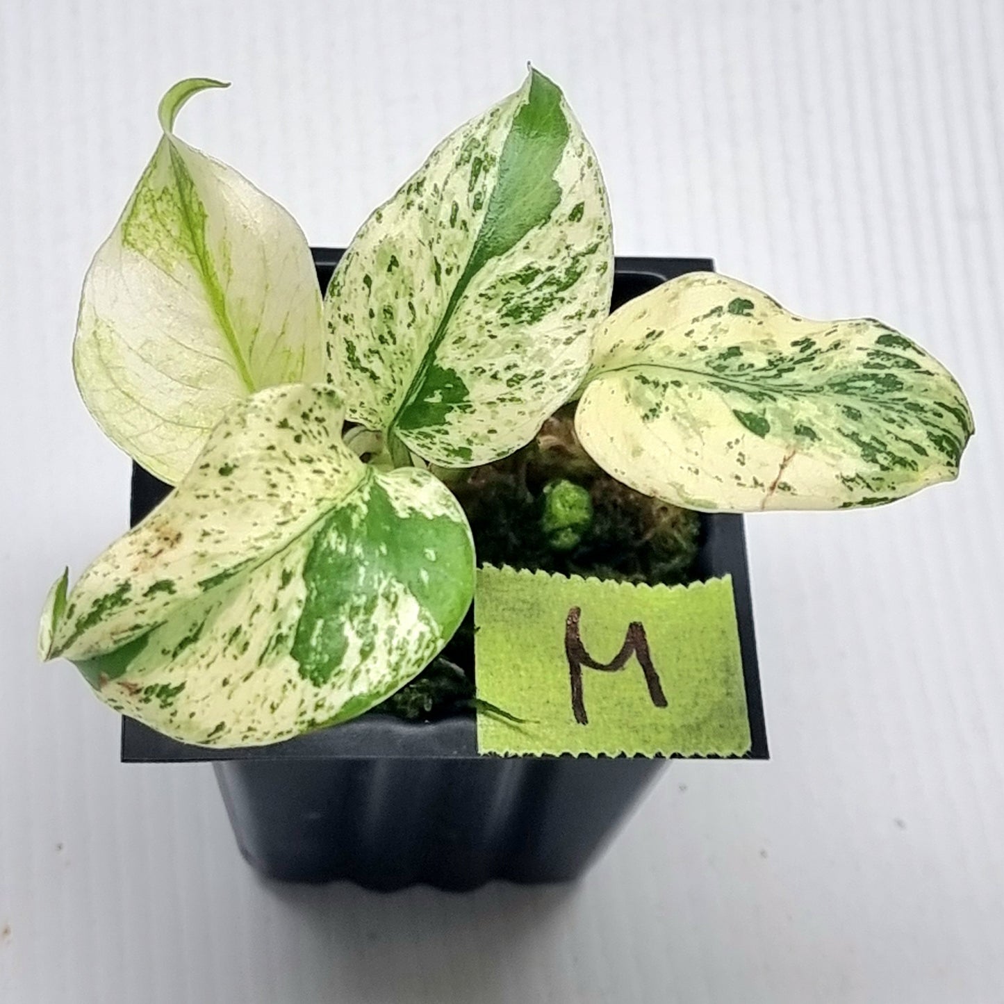 Monstera deliciosa Mint