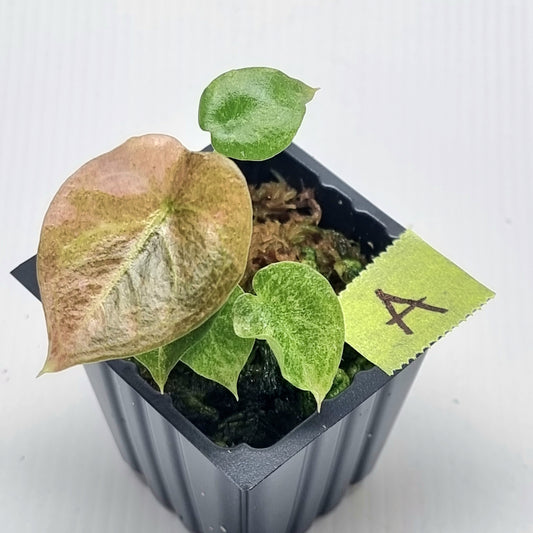 Alocasia cuprea Variegated