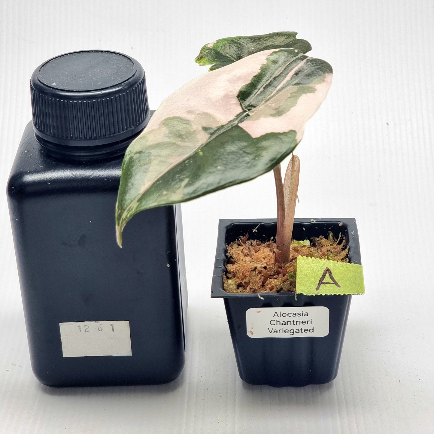Alocasia Chantrieri Variegated
