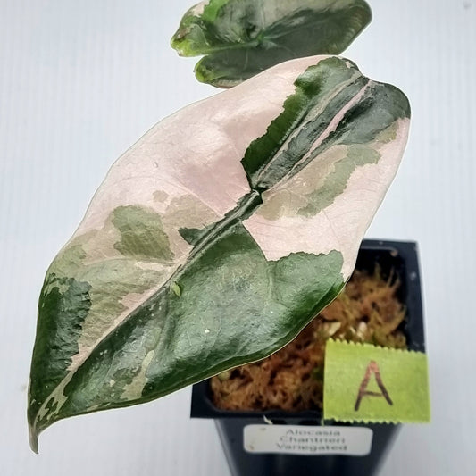 Alocasia Chantrieri Variegated
