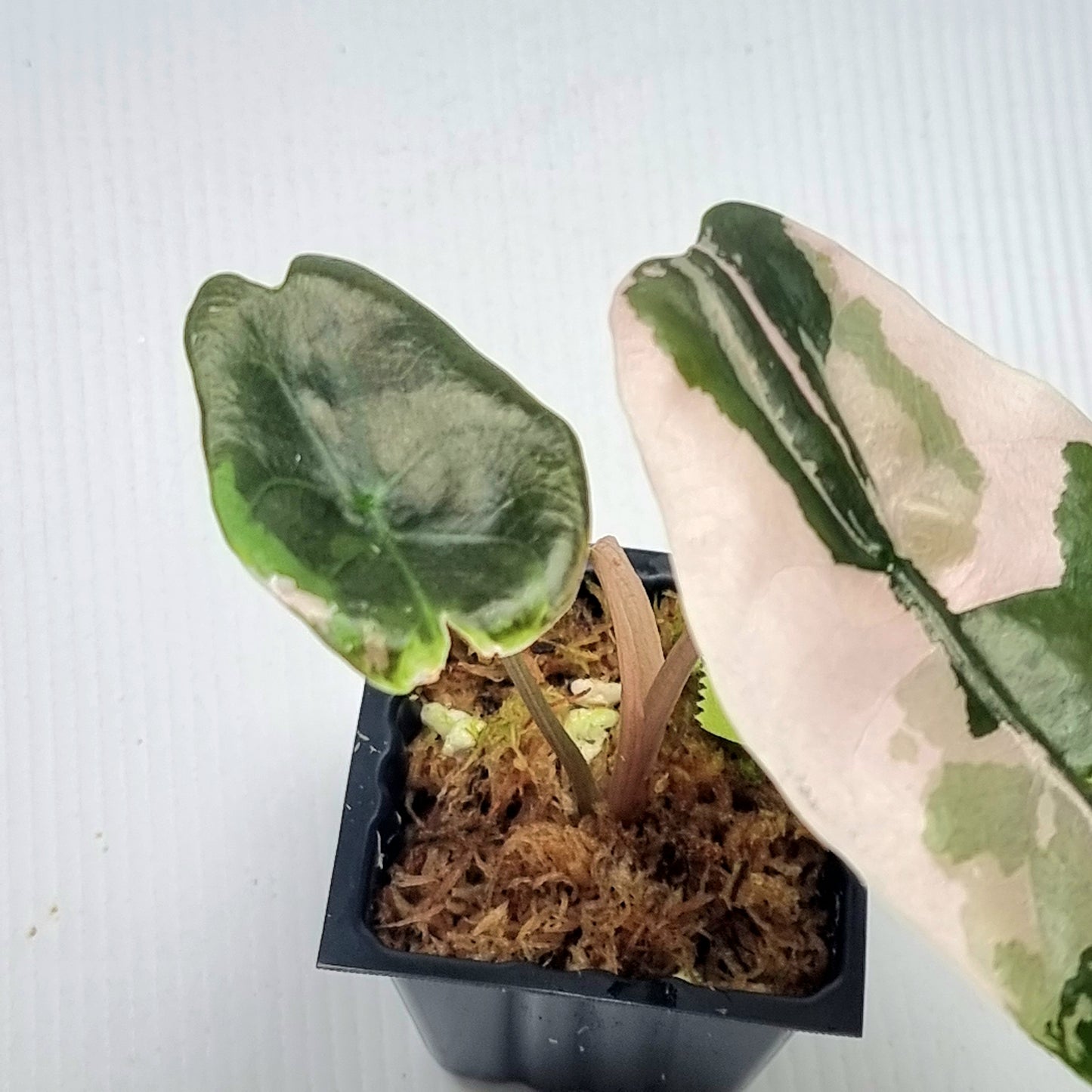 Alocasia Chantrieri Variegated