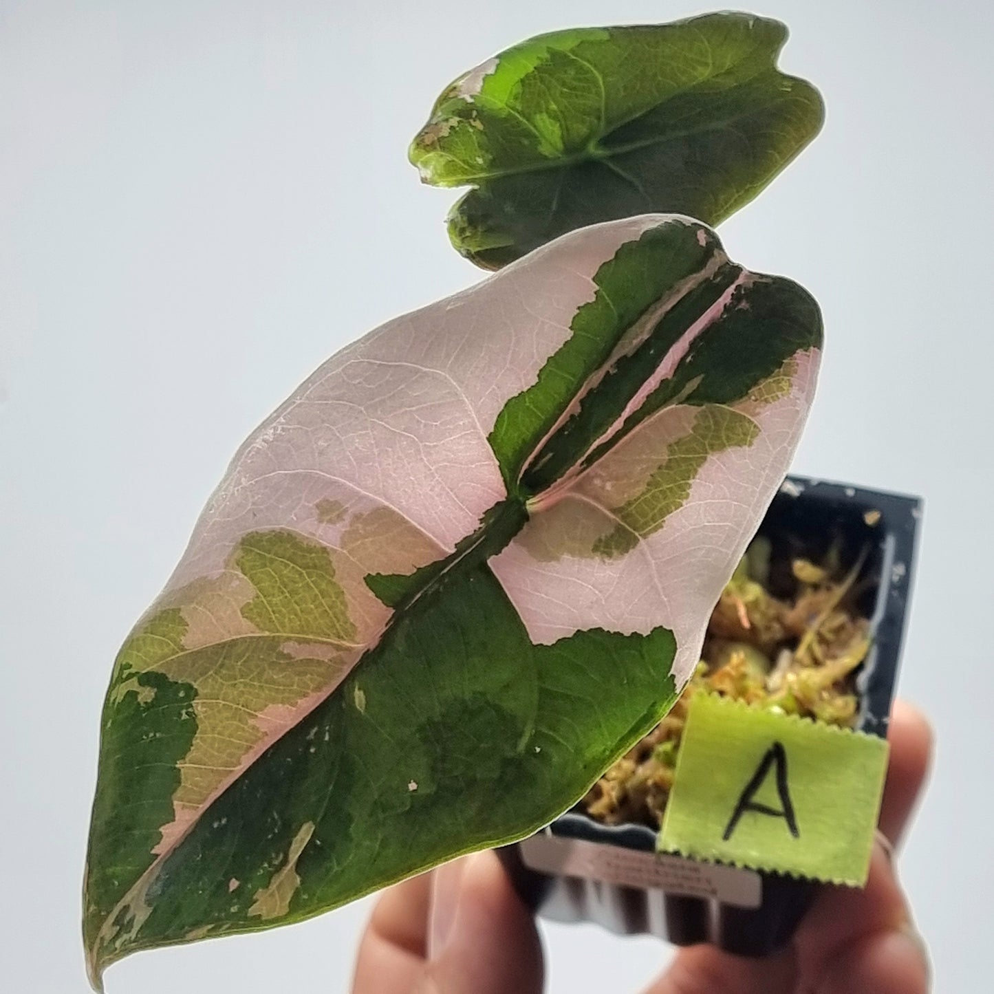 Alocasia Chantrieri Variegated