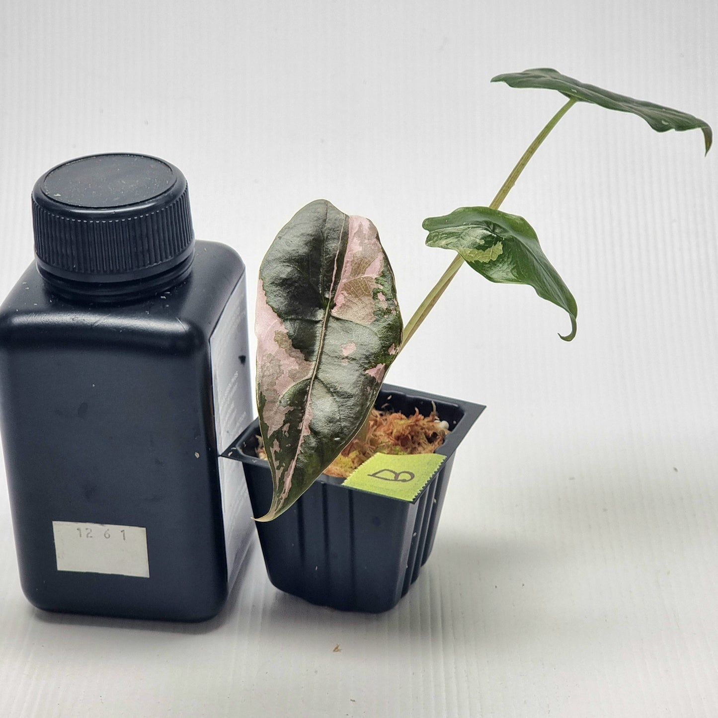 Alocasia Chantrieri Variegated