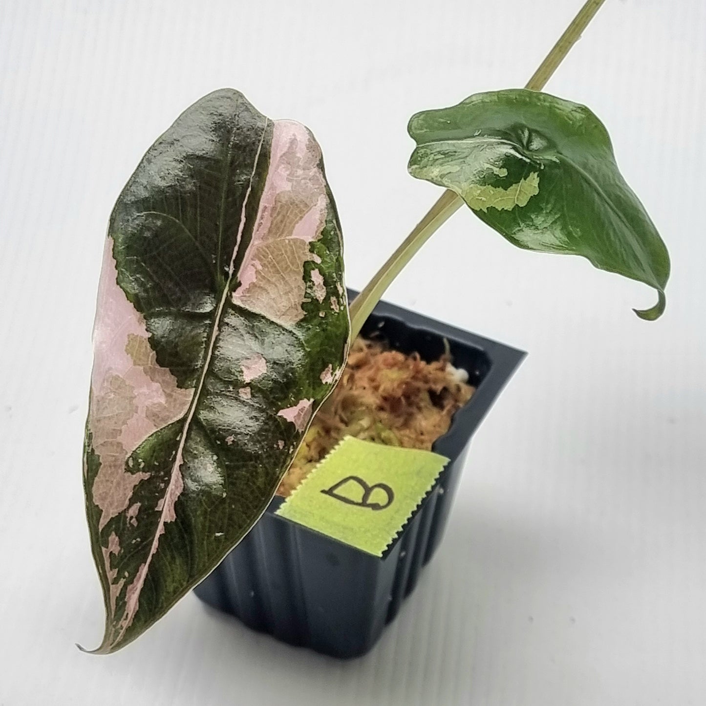 Alocasia Chantrieri Variegated