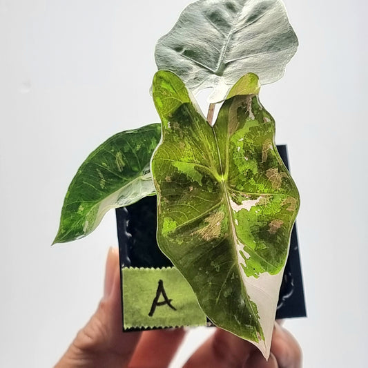 Alocasia pseudosanderiana Variegated Pink/Albo