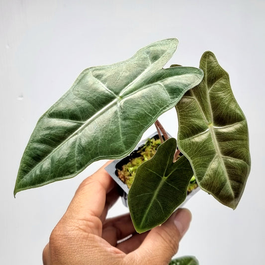 Alocasia pseudosanderiana REVERTED