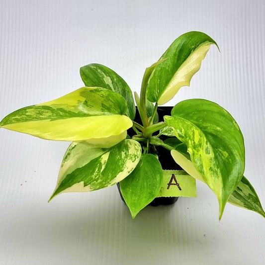 Philodendron squamiferum X P. Florida Beauty Variegated