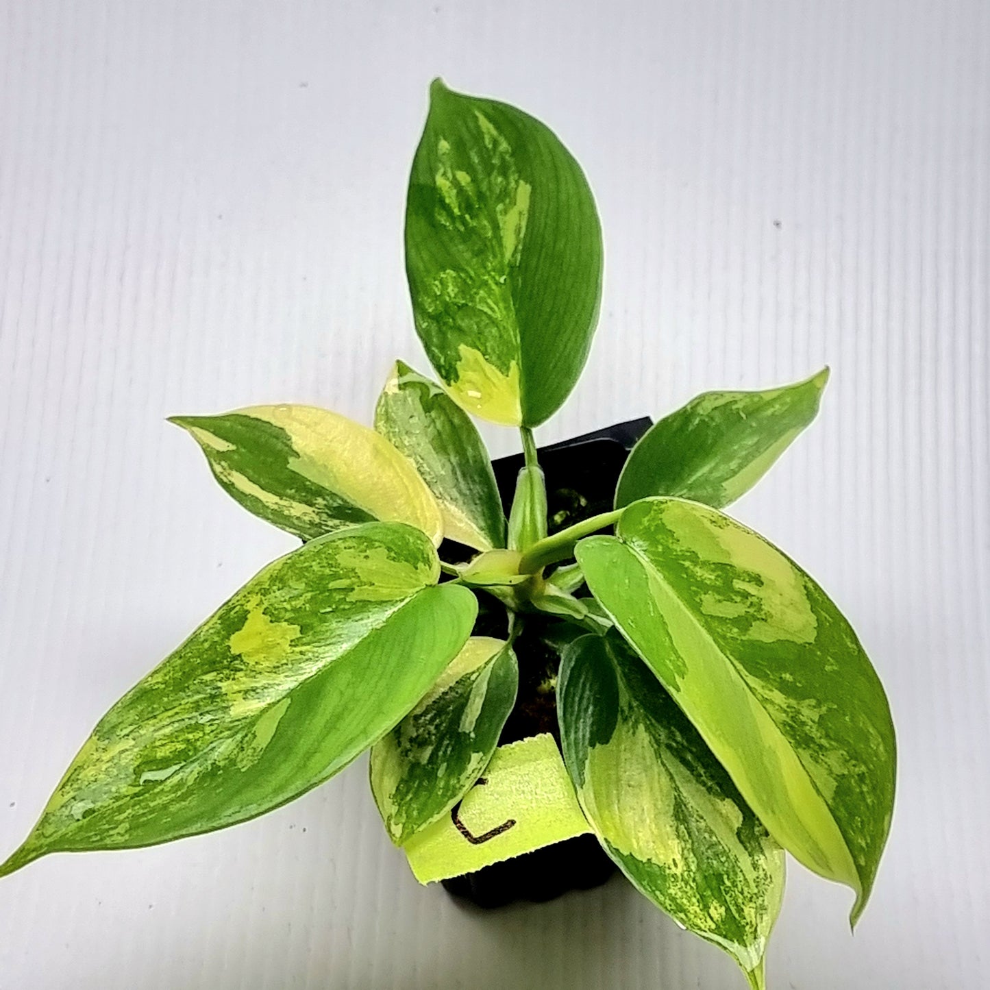 Philodendron squamiferum X P. Florida Beauty Variegated