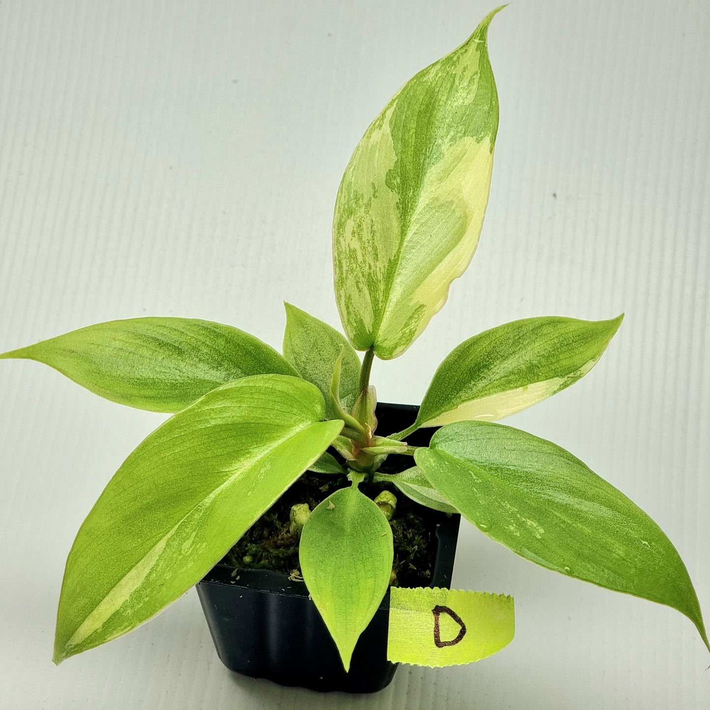 Philodendron squamiferum X P. Florida Beauty Variegated