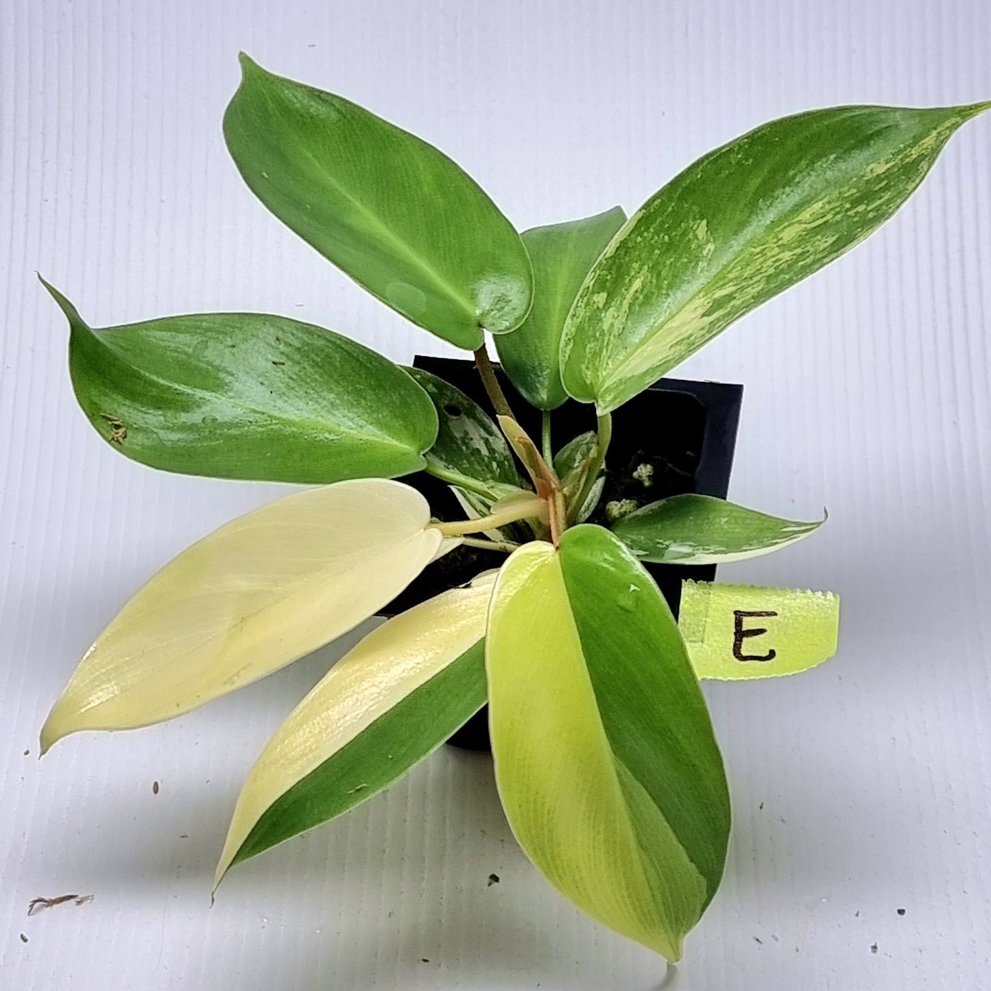 Philodendron squamiferum X P. Florida Beauty Variegated