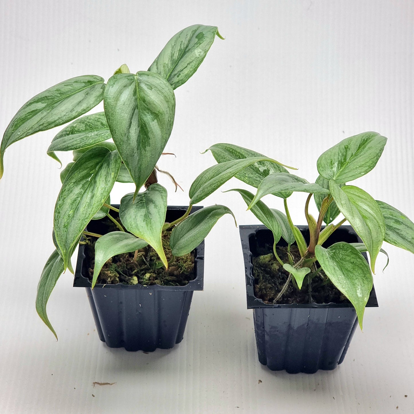 Philodendron sodirini