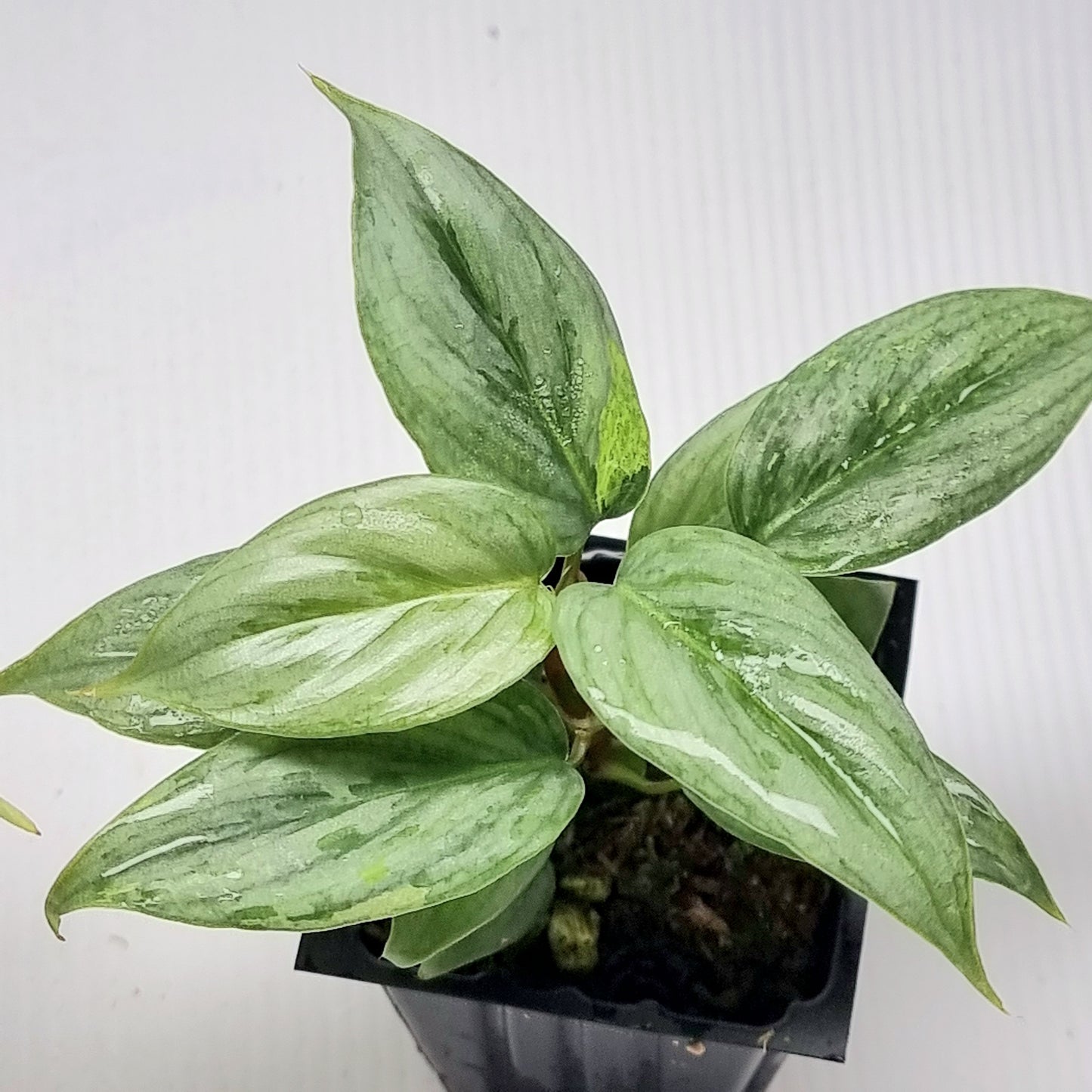 Philodendron sodirini