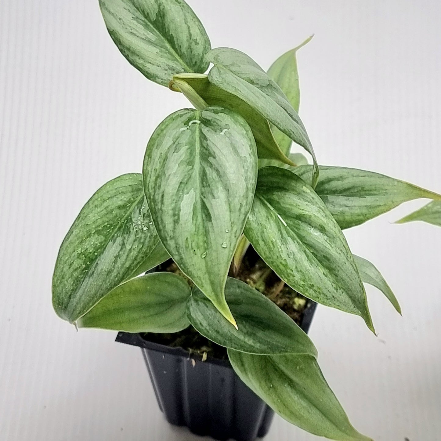 Philodendron sodirini
