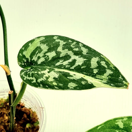 Scindapsus pictus Albo AKA Scindapsus Mayari (LOW Var)