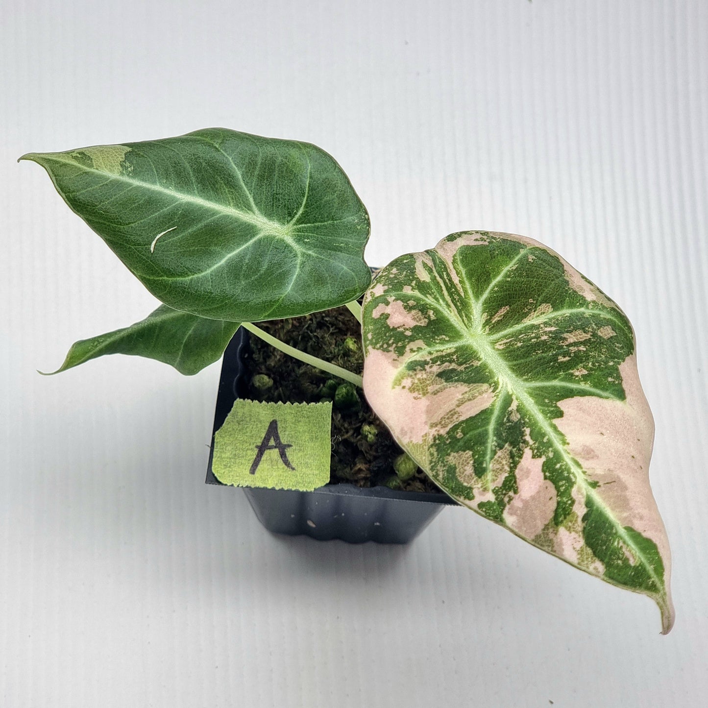Alocasia black velvet Pink Variegated