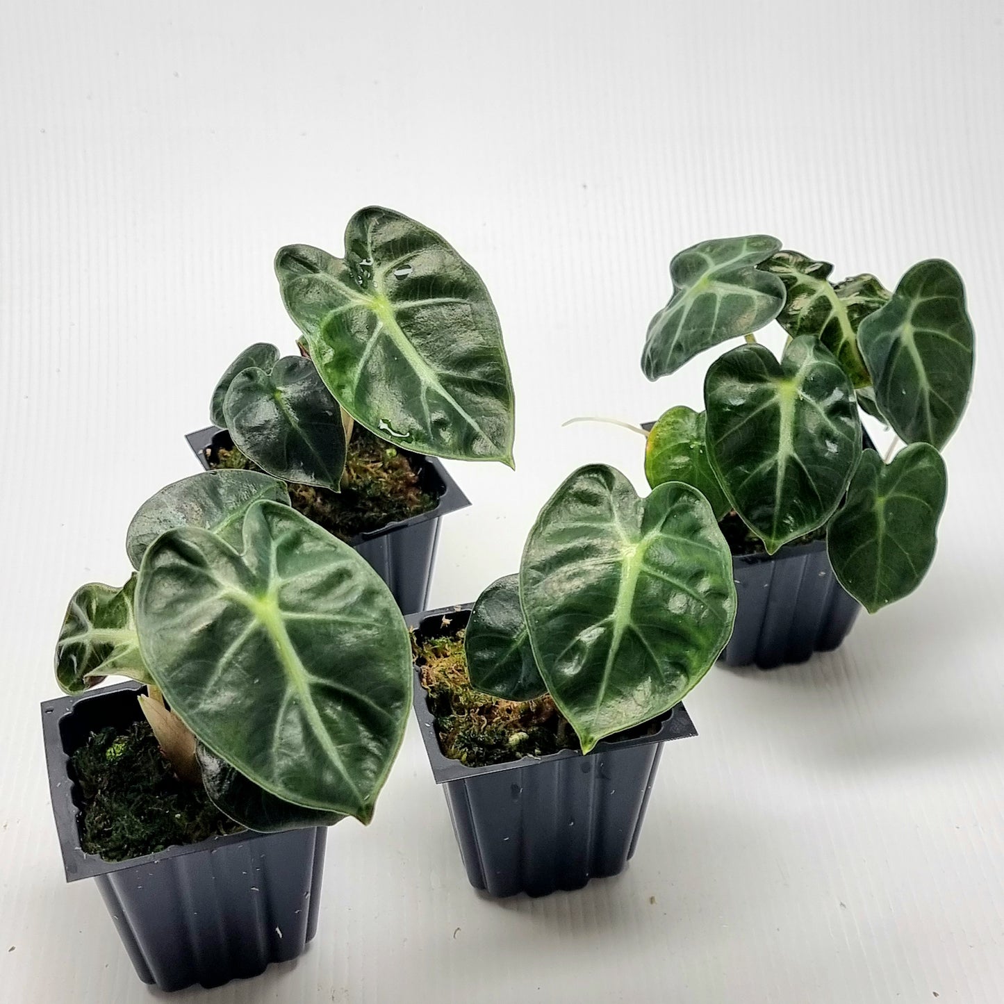 Alocasia Heart Balloon REVERTED