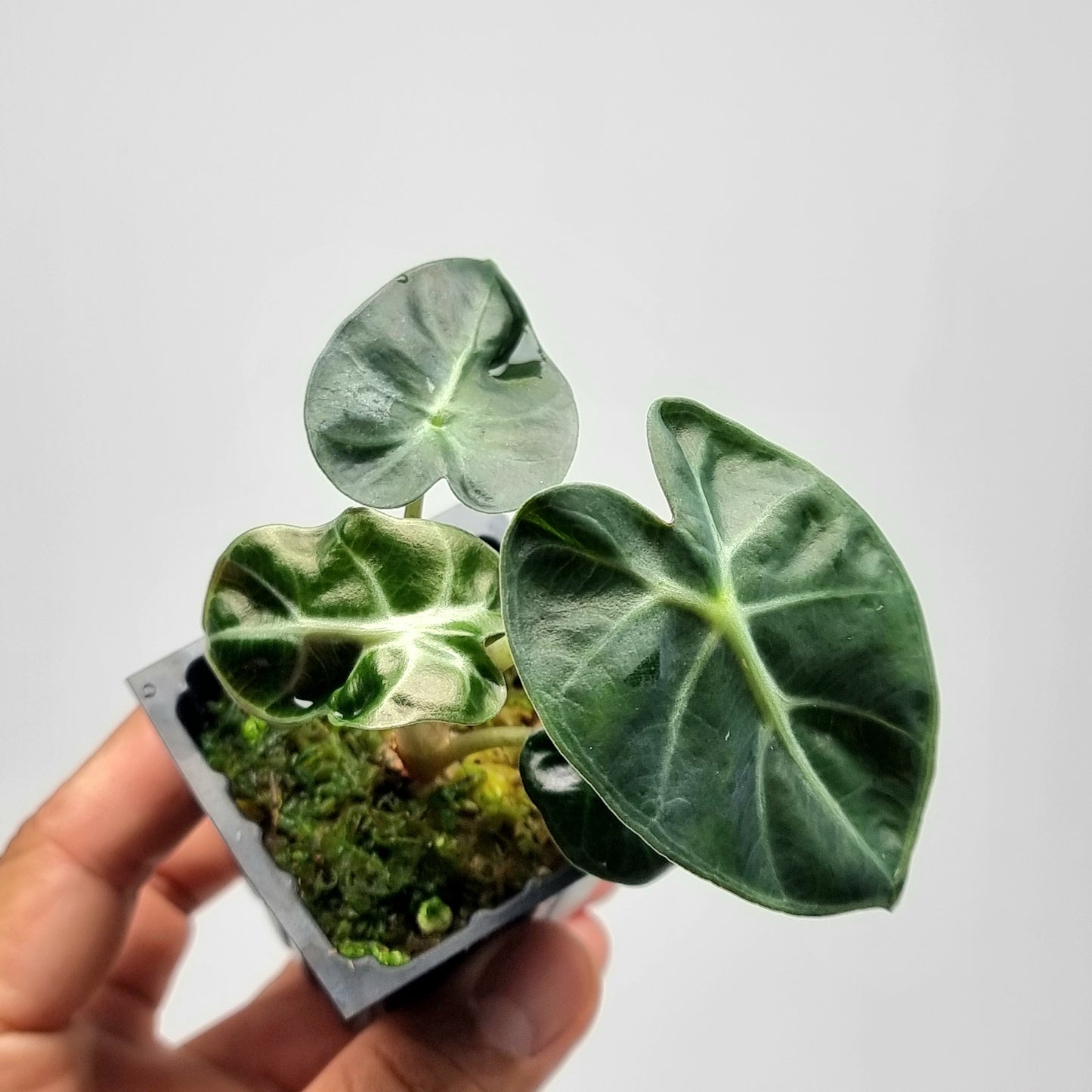Alocasia Heart Balloon REVERTED