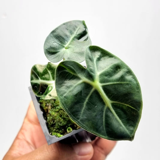 Alocasia Heart Balloon REVERTED