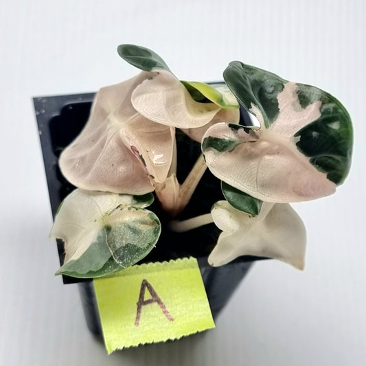 Alocasia Heart Balloon Pink Variegated (S)