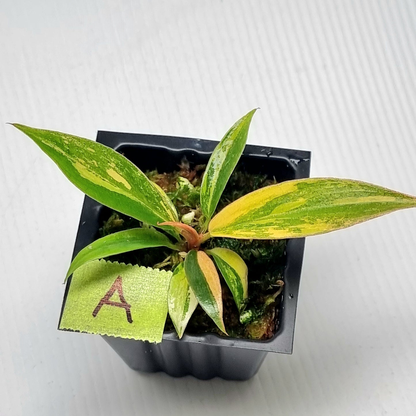 Philodendron Fire Tiger