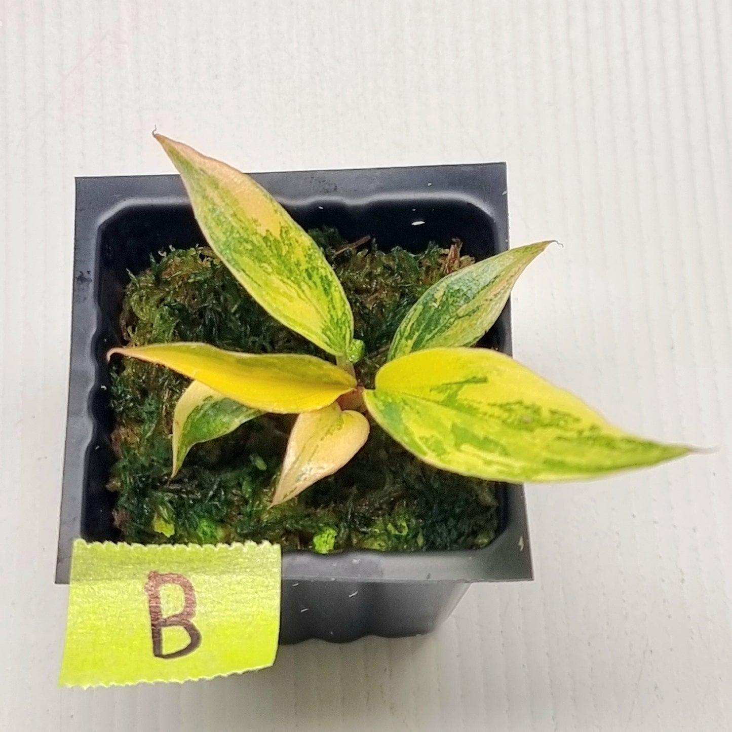 Philodendron Fire Tiger
