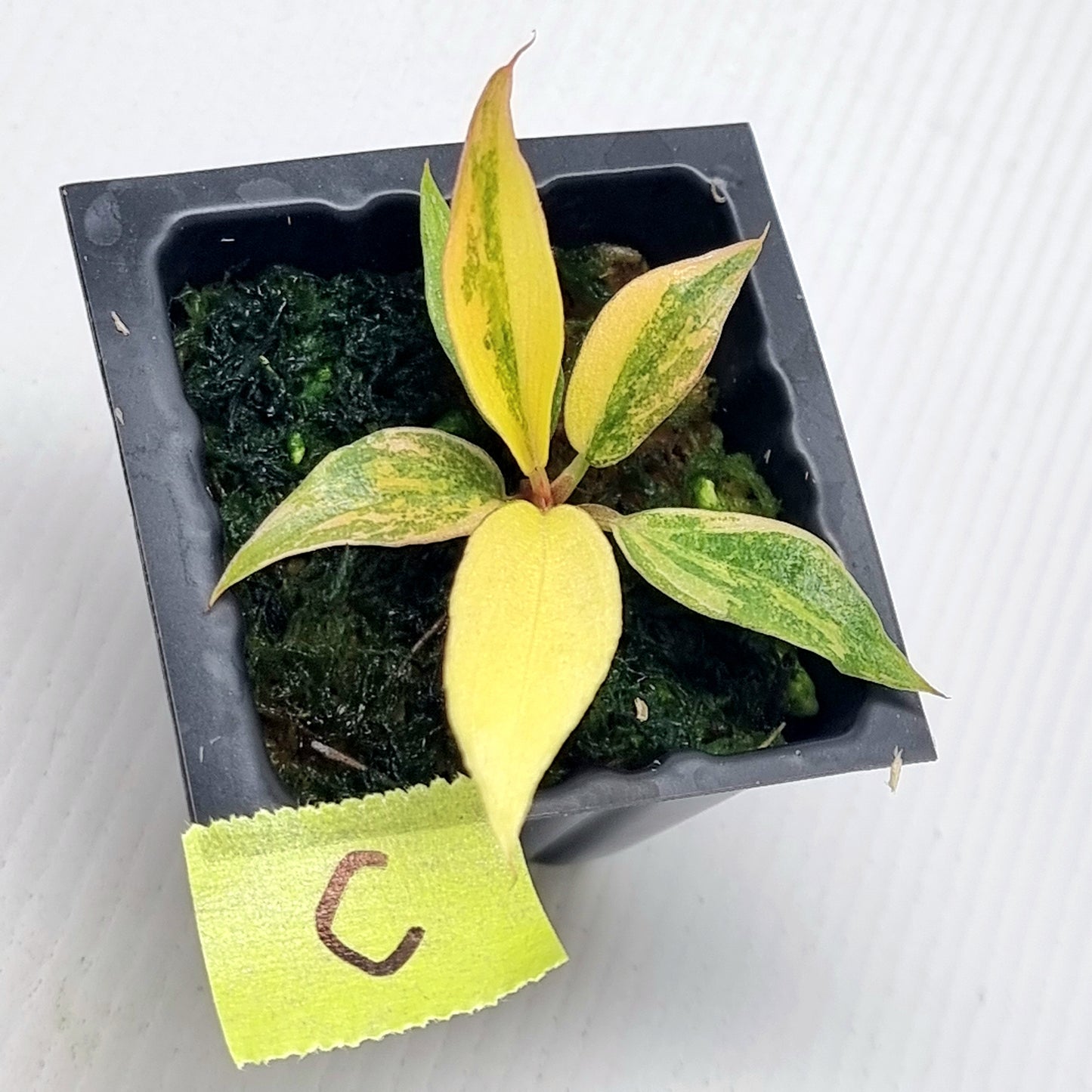 Philodendron Fire Tiger